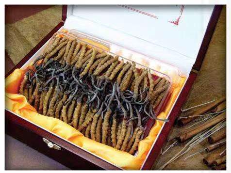 寻乌冬虫夏草回收